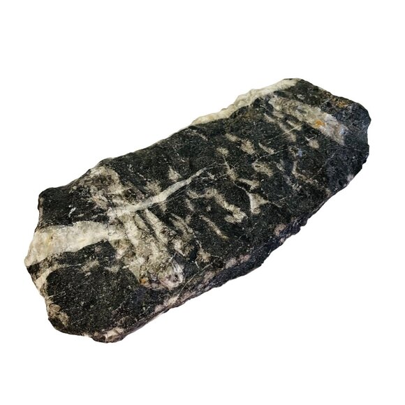 Orthoceras Fossil Specimen On Black Matrix 8 1/2" x 4" - Picture 9 of 10